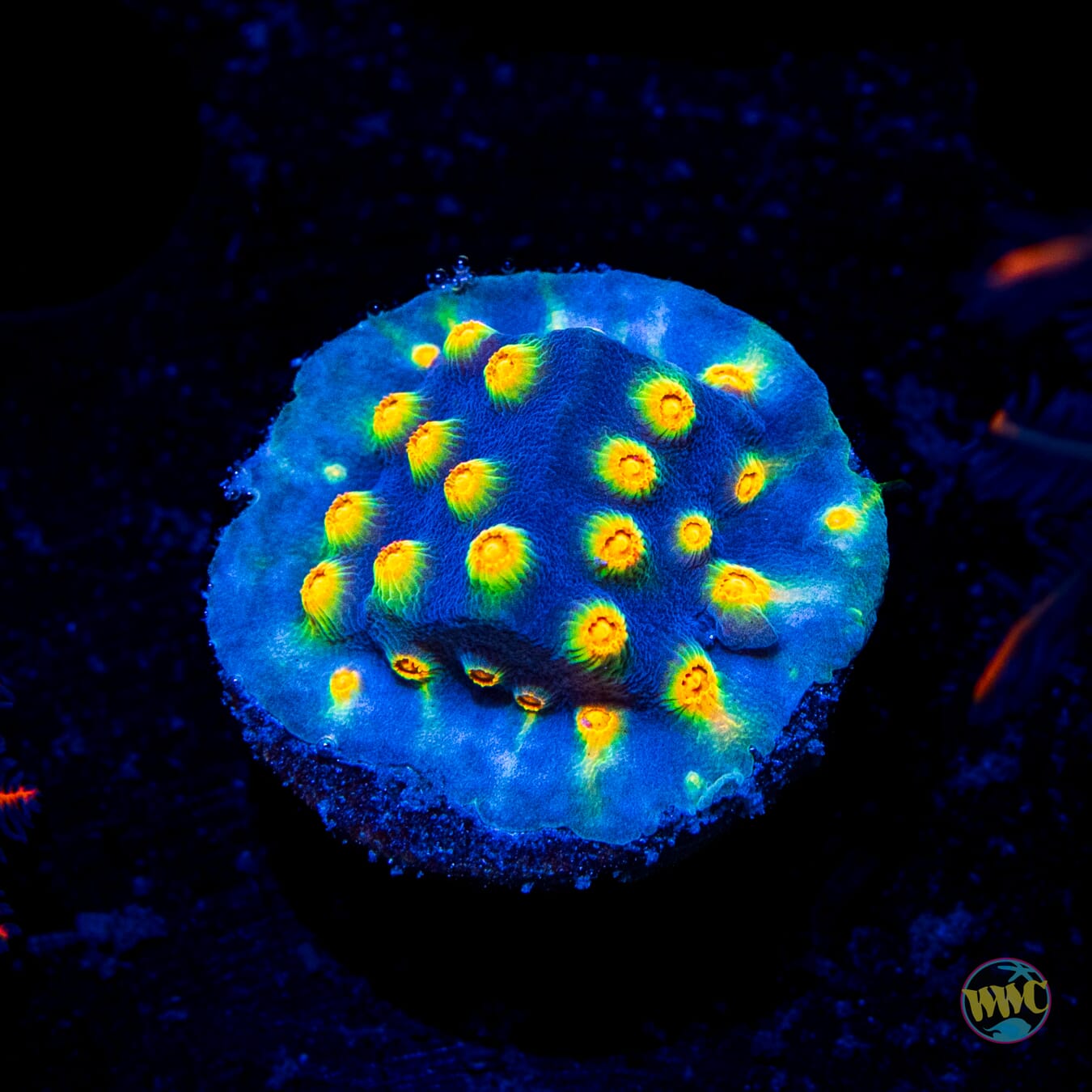 WWC Rainbow Madnesss Cyphastrea