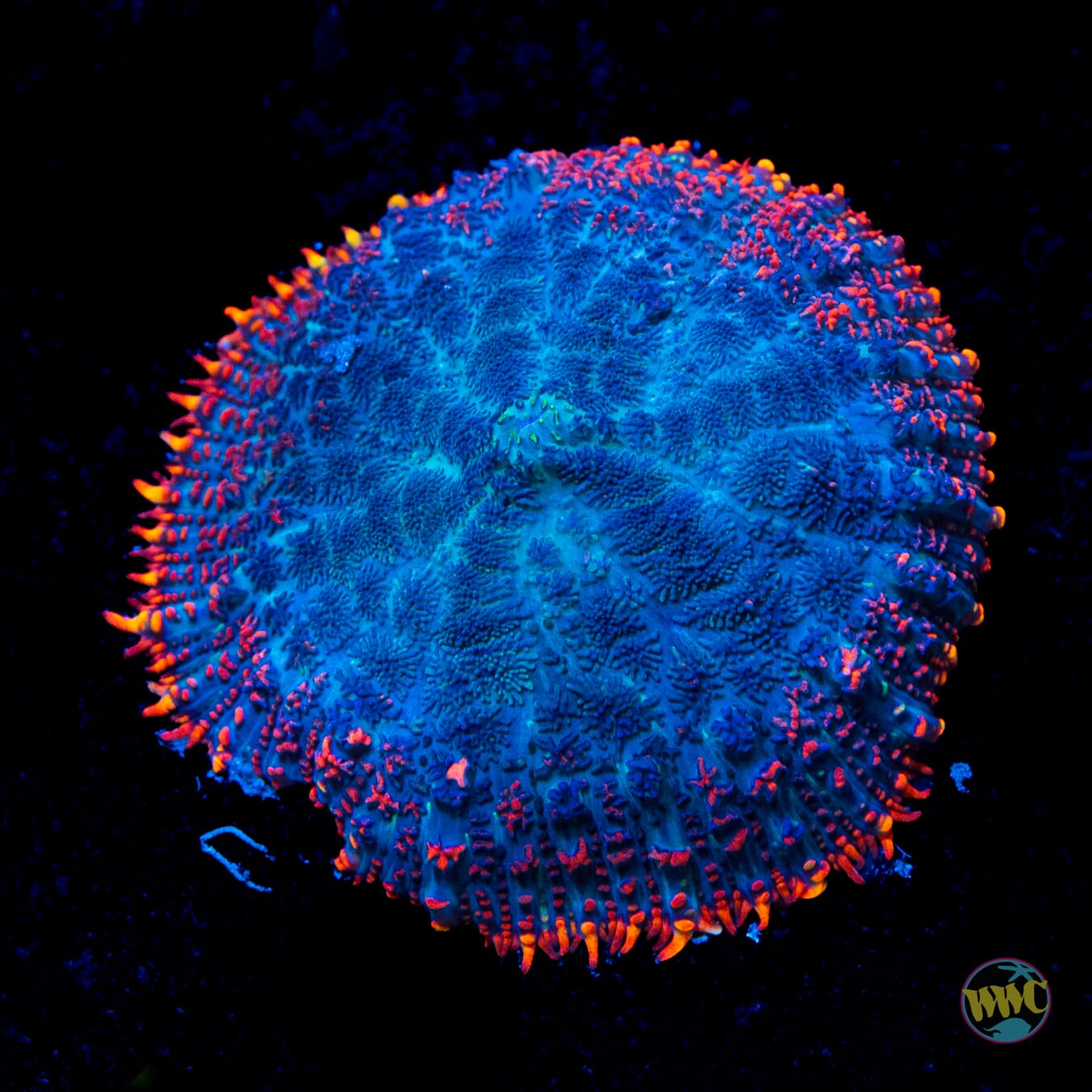 Ring of Fire Rhodactis Mushroom