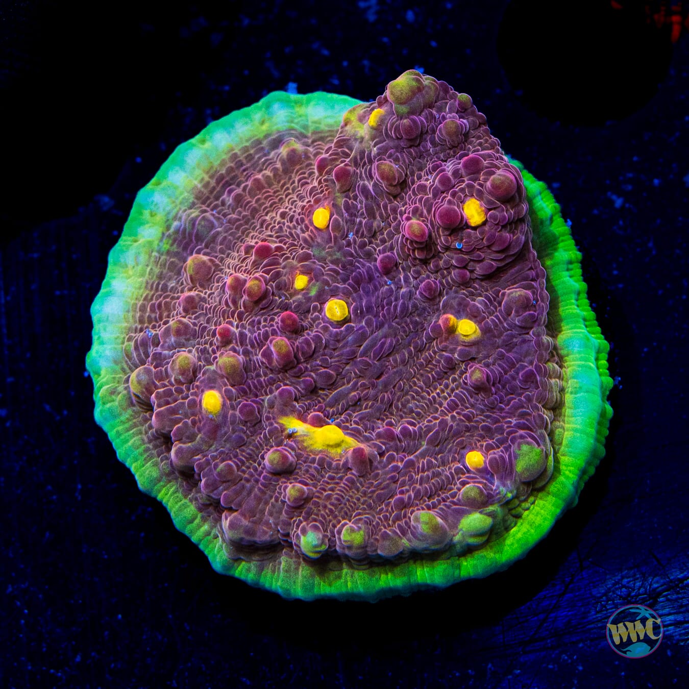 WWC Zombie Eye Chalice