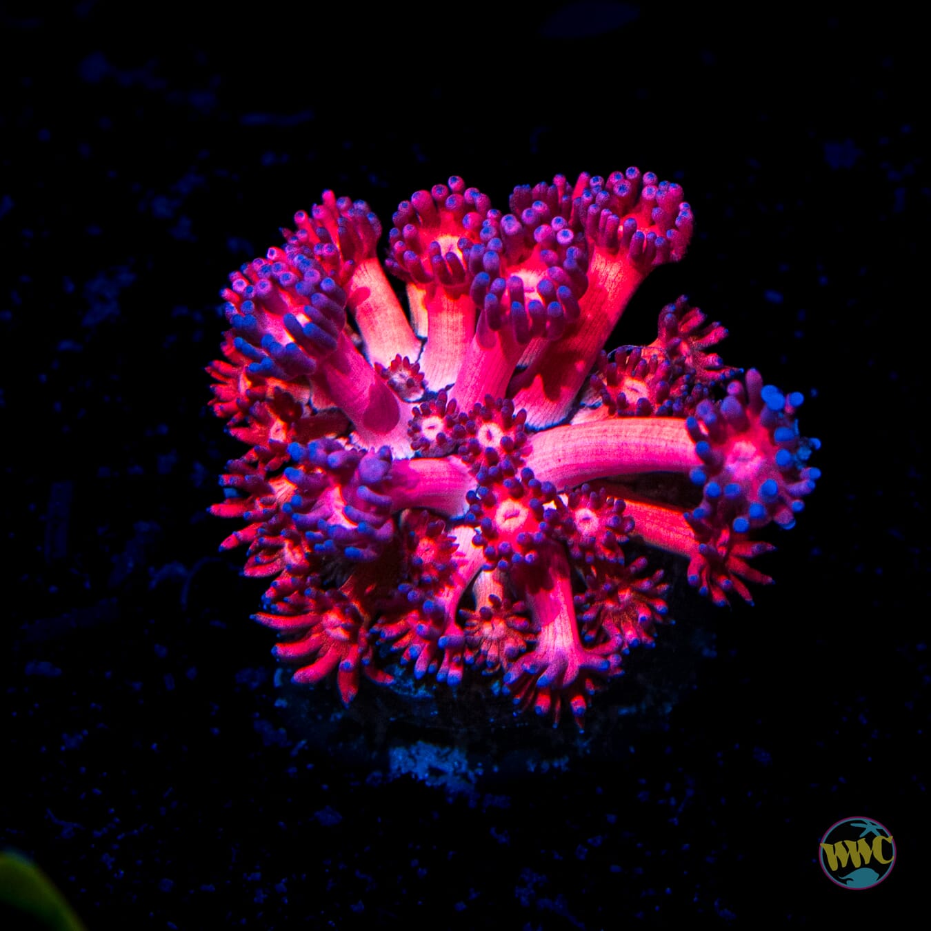 Pink Flamingo Goniopora