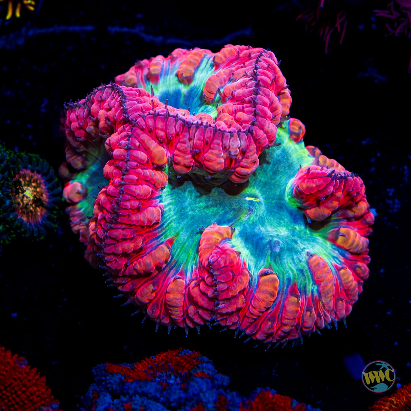 Chrome Dome Blastomussa