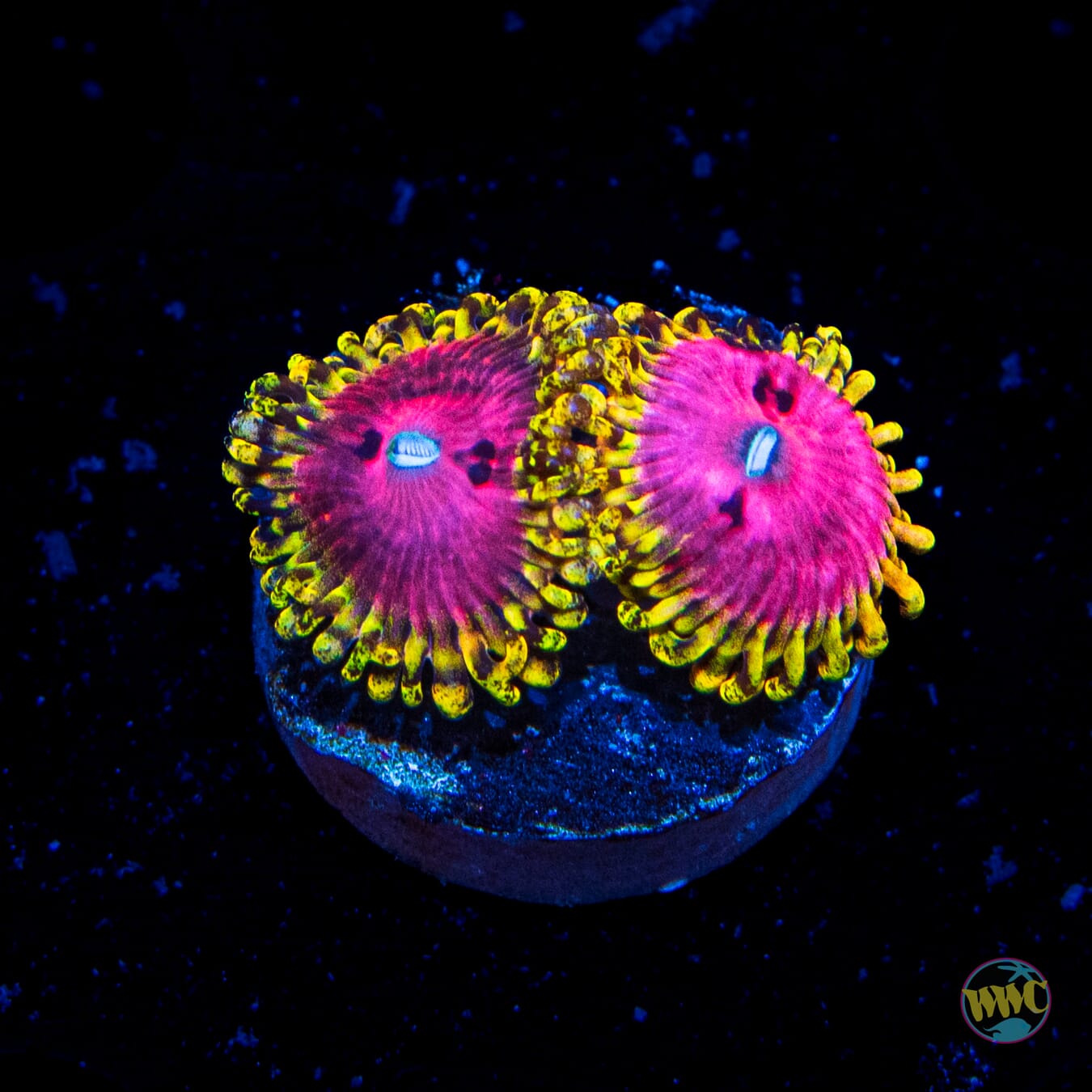 RR Pink Diamond Zoanthids