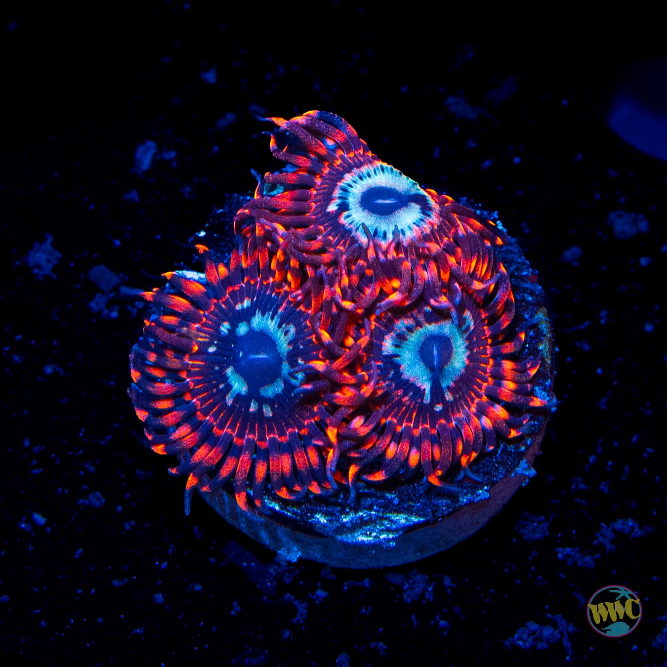 Utter Peace Zoanthids