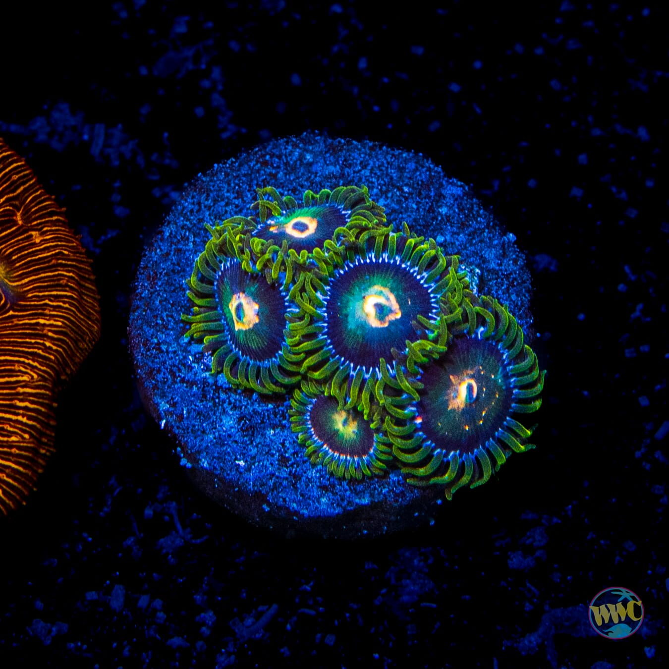 WWC Cosmic Dragon Eye Zoanthids