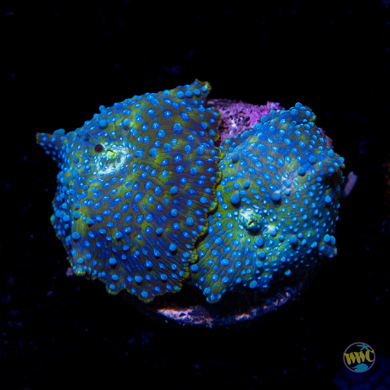 Falling Iguana Discosoma Mushroom