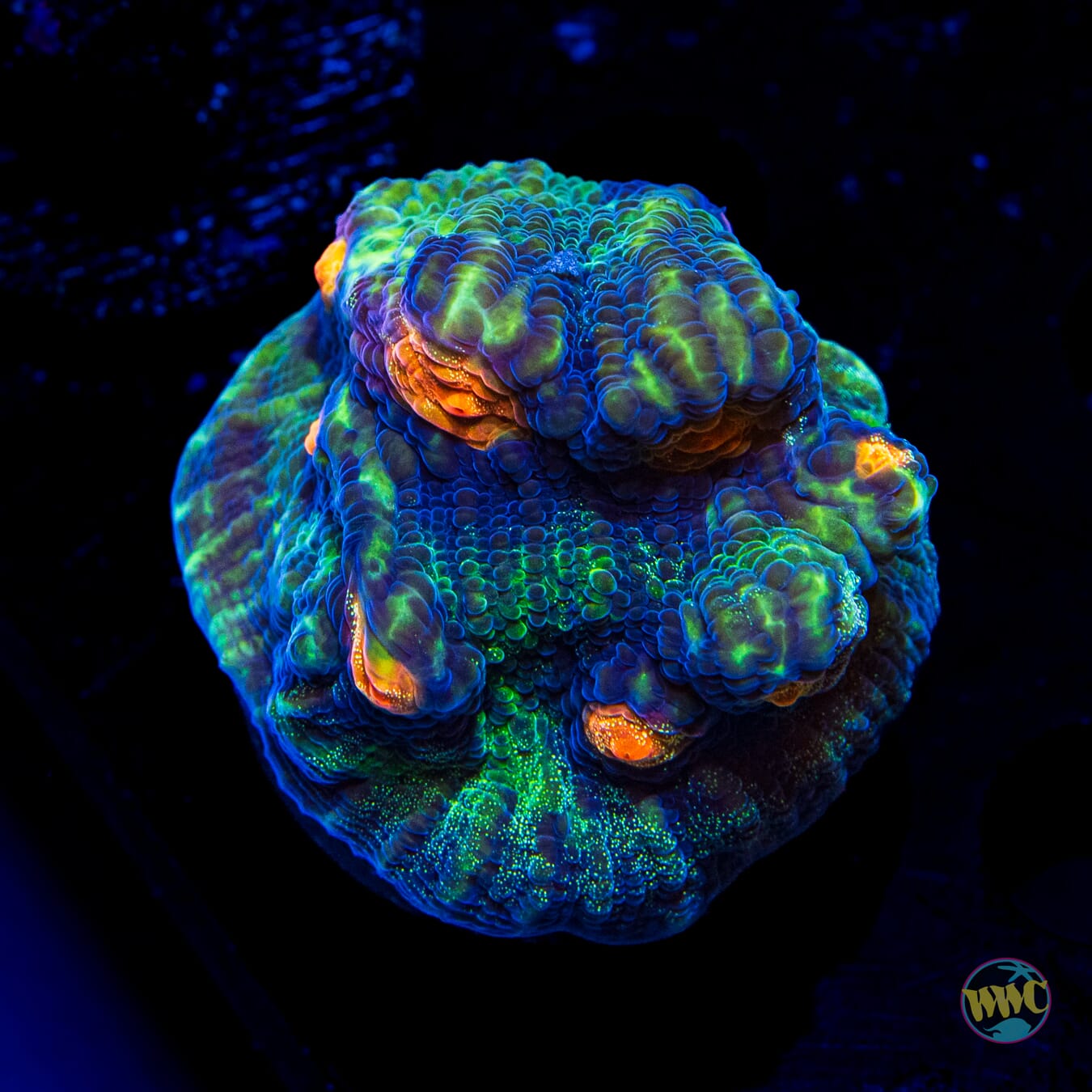 WWC Pumpkin Eater Chalice