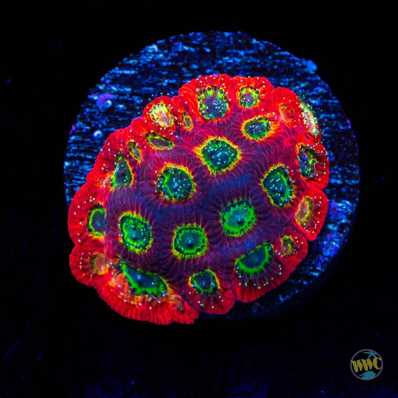 Jason Fox Sector 001 Favites