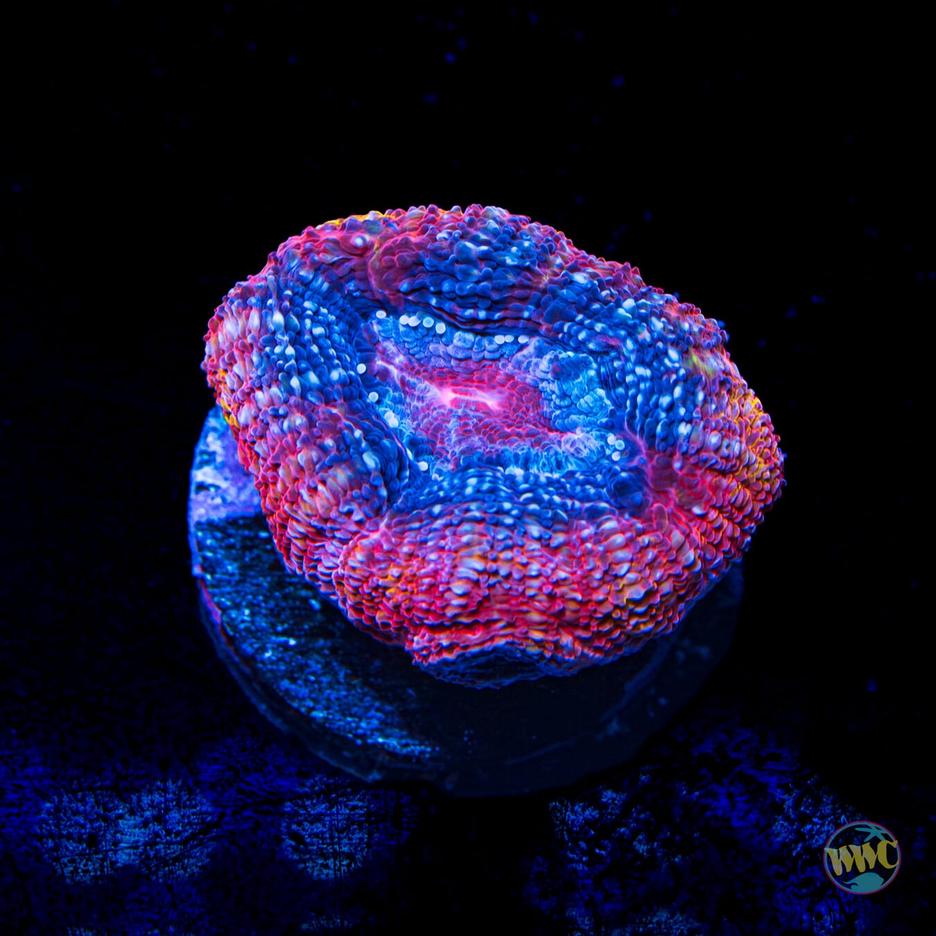 Raspberry Ice Bowerbanki