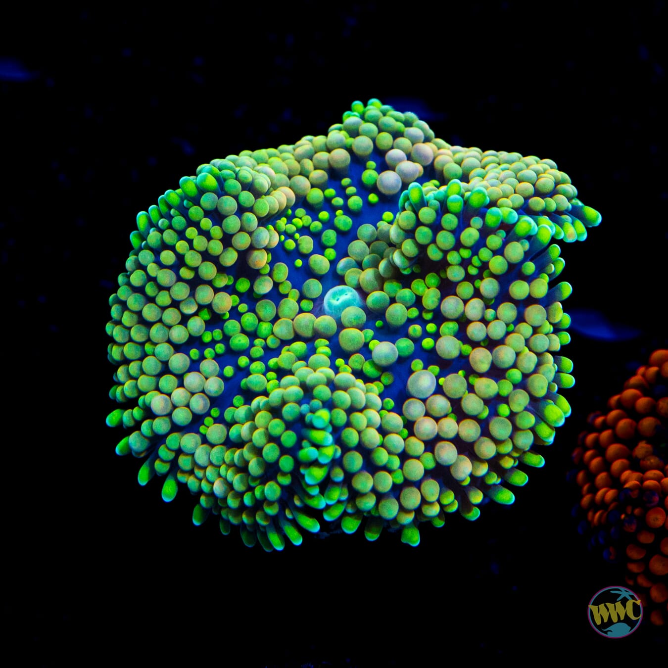 Super Sour Ricordea Mushroom