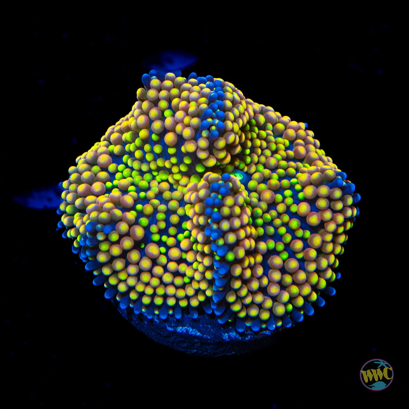 Peachy Keen Ricordea Mushroom