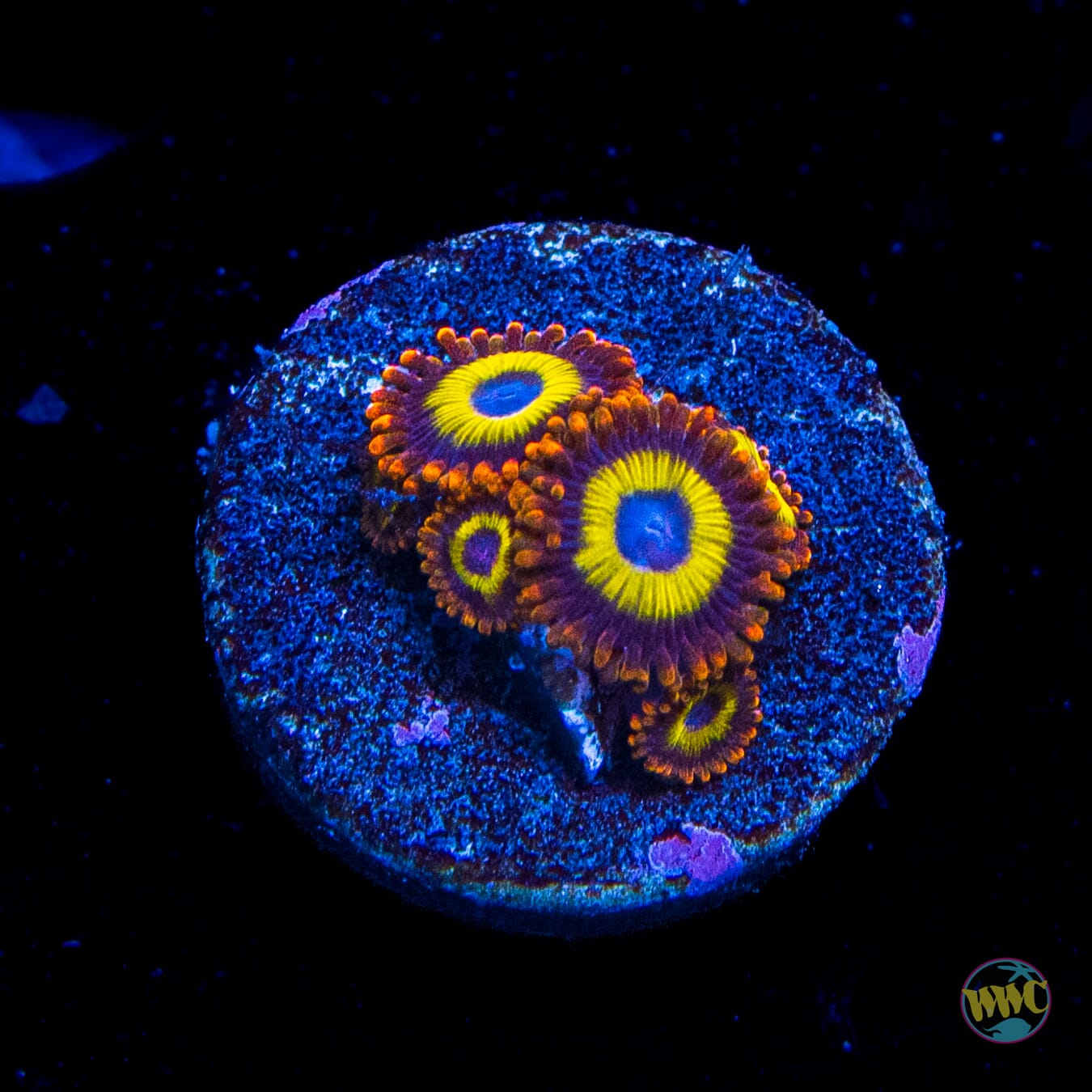 WWC Blue Steel and Fire and Ice Combo Zoanthids