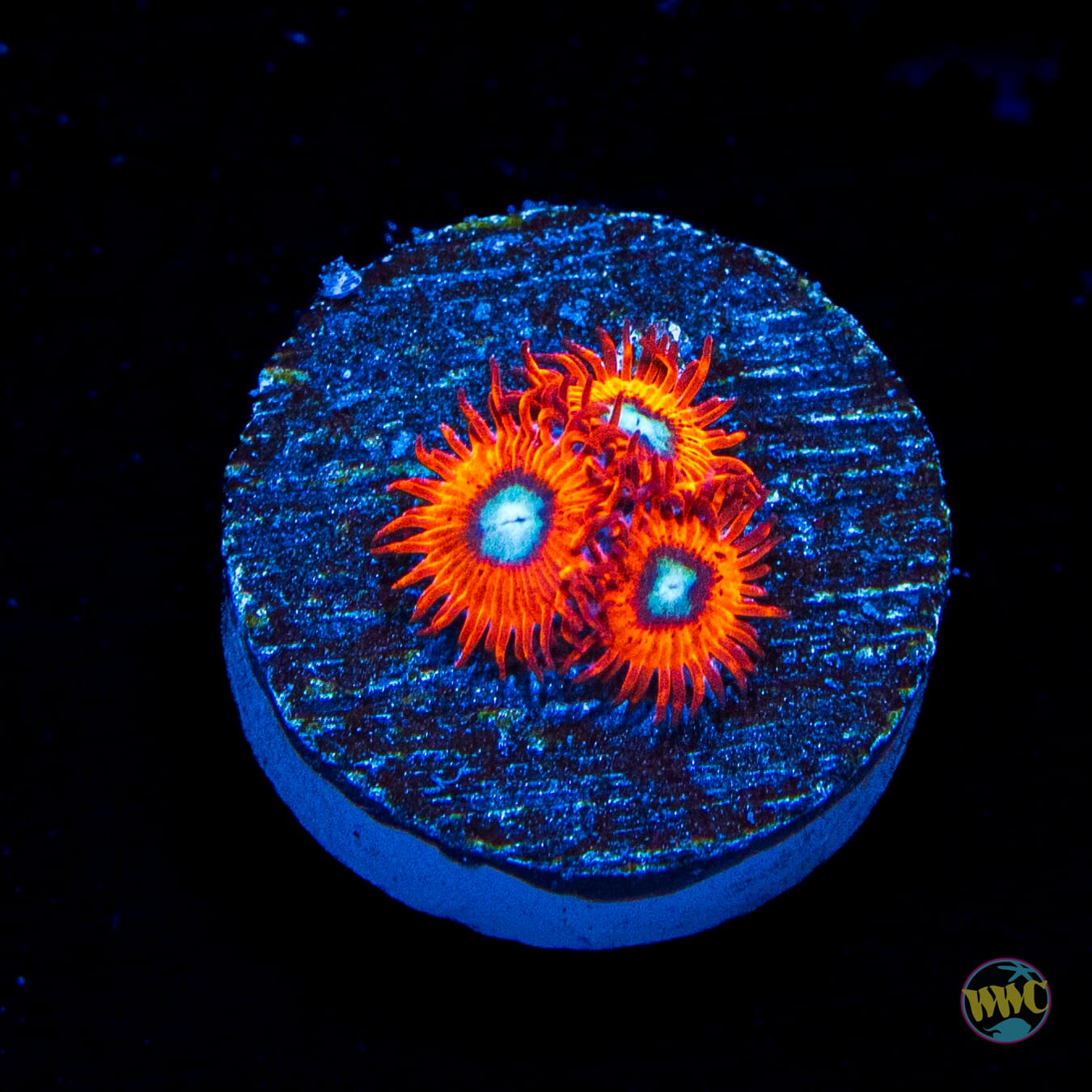 Charmander Zoanthids
