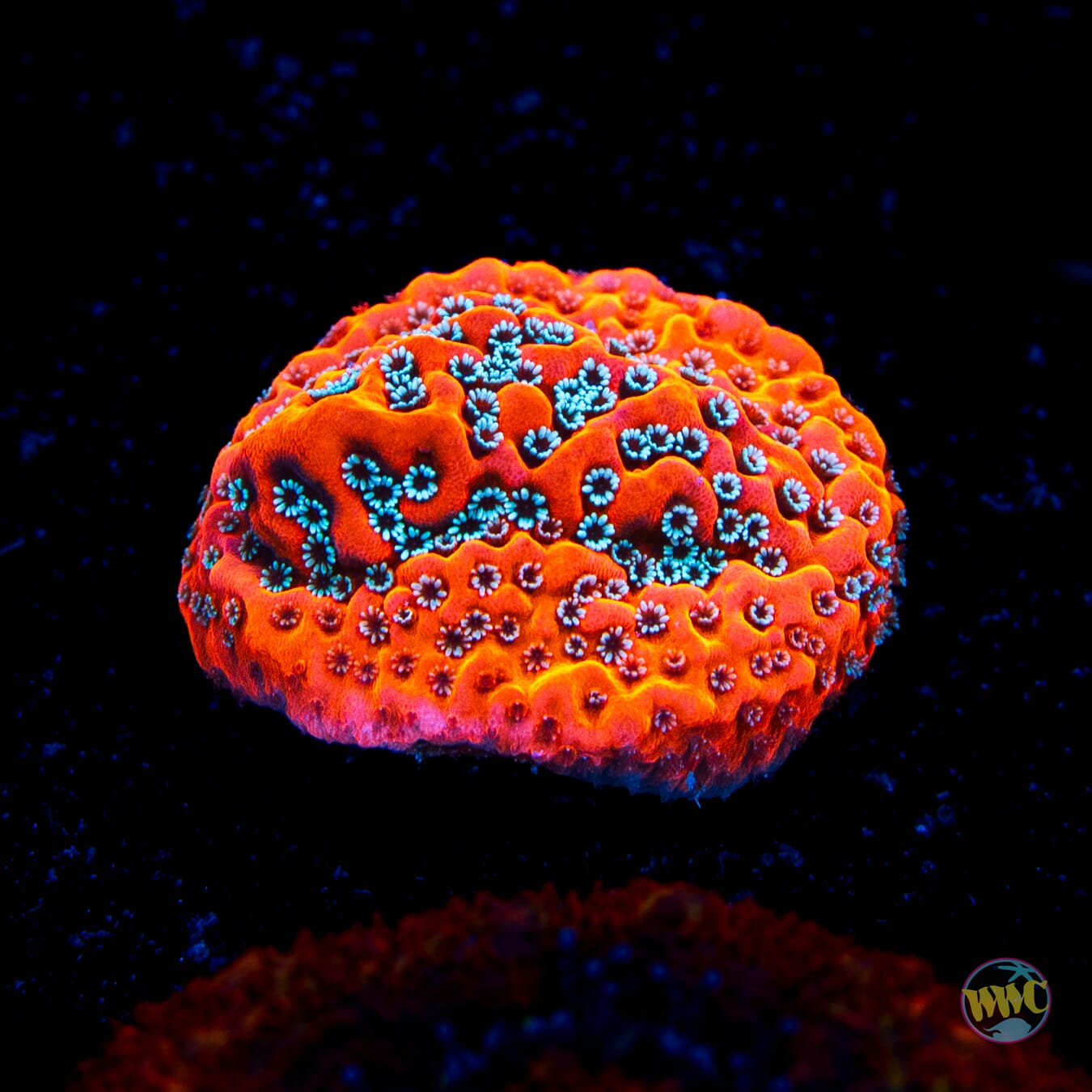WWC Dragonfruit Montipora