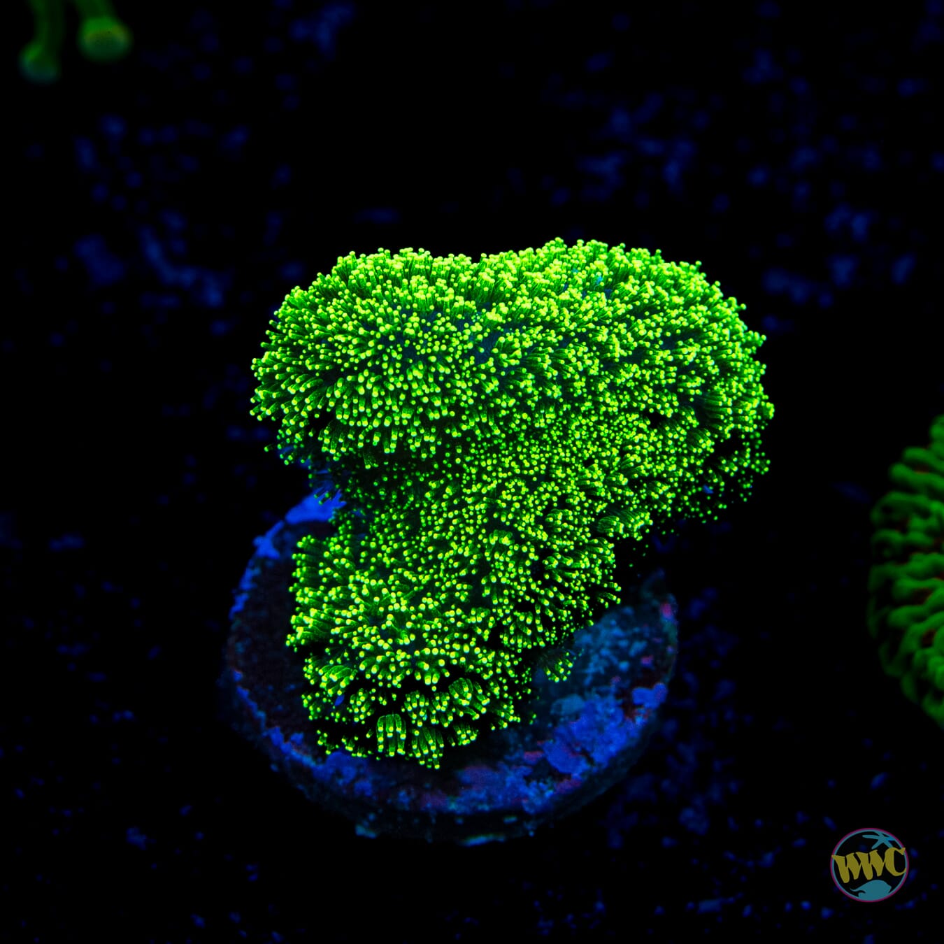 WWC Green Goblin Stylophora