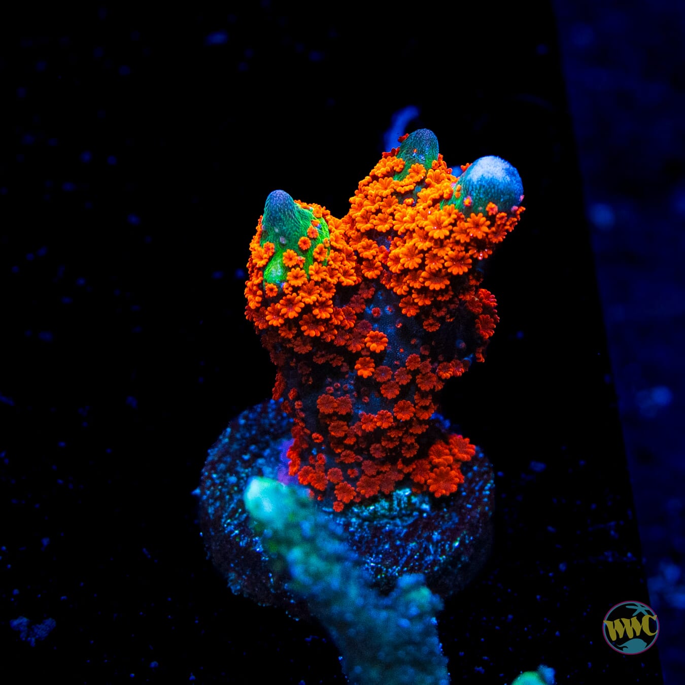 Forest Fire Digitata Montipora