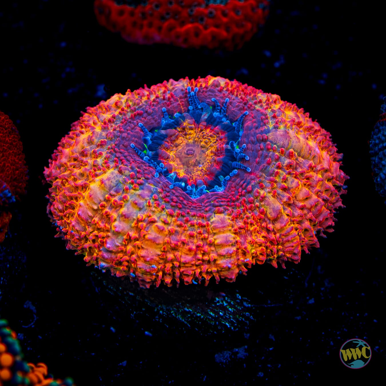 WWC Solar Flare Aussie Lord