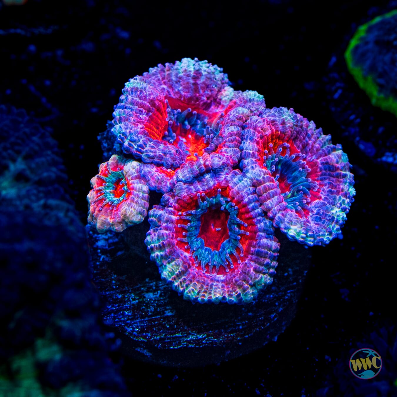 WWC Cotton Candy Aussie Lord