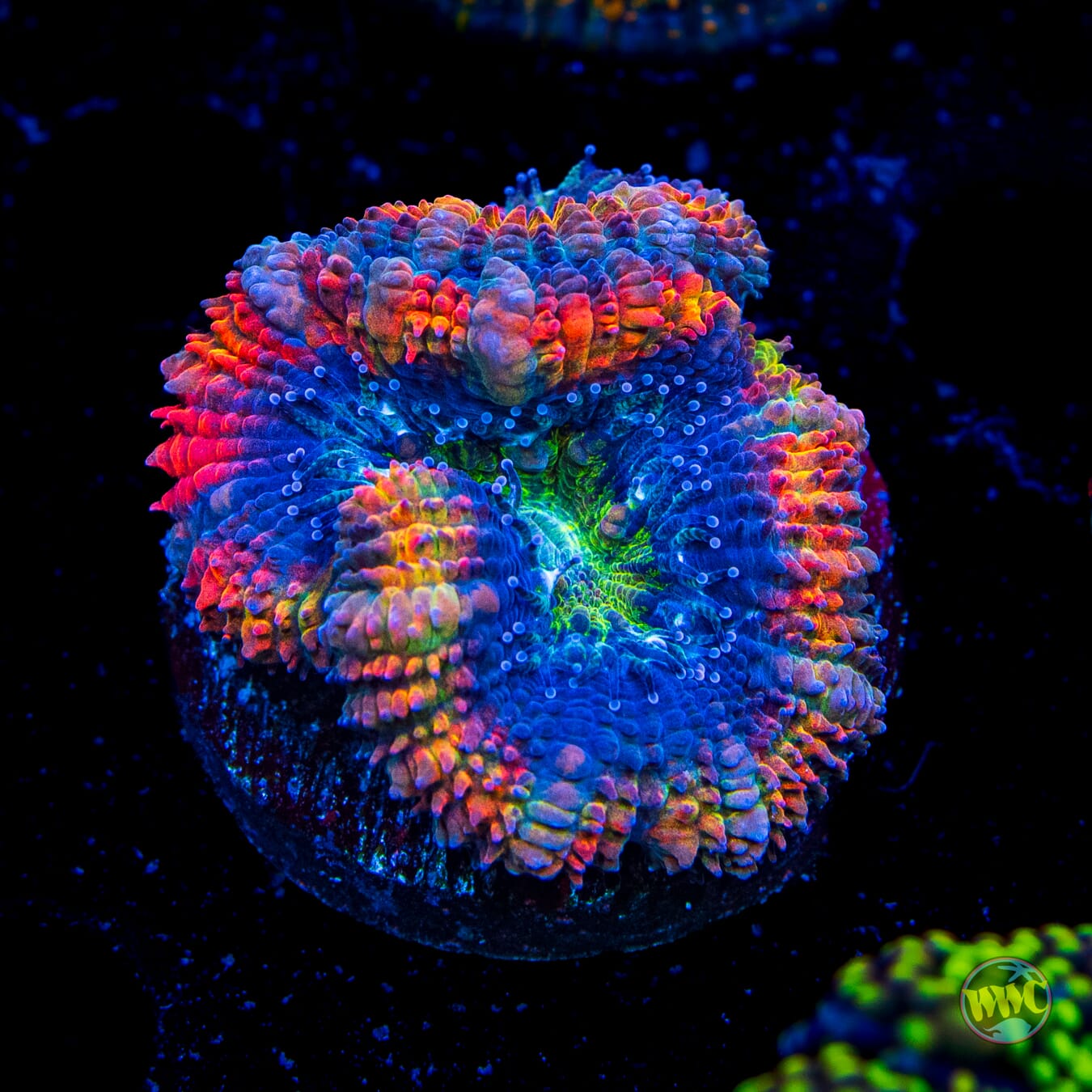 WWC Alchemists Rejuvenation Aussie Lord