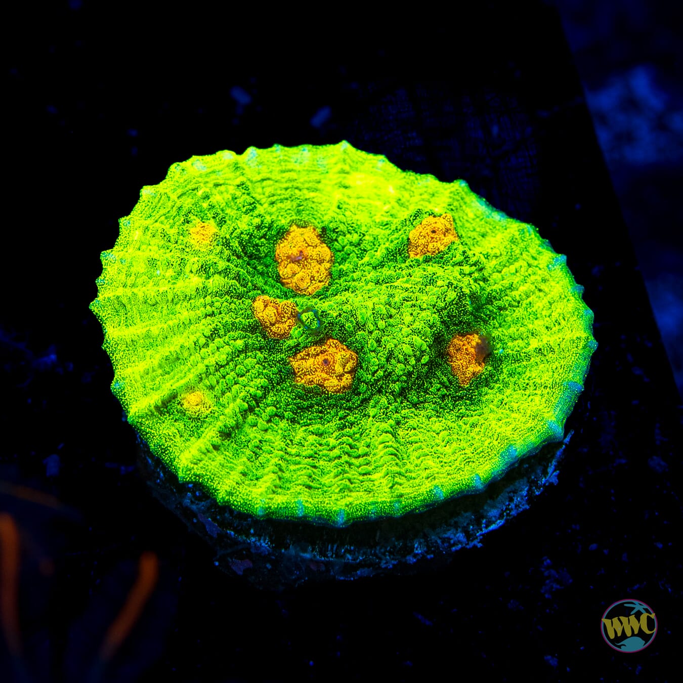 WWC Space Invader Mycedium Chalice