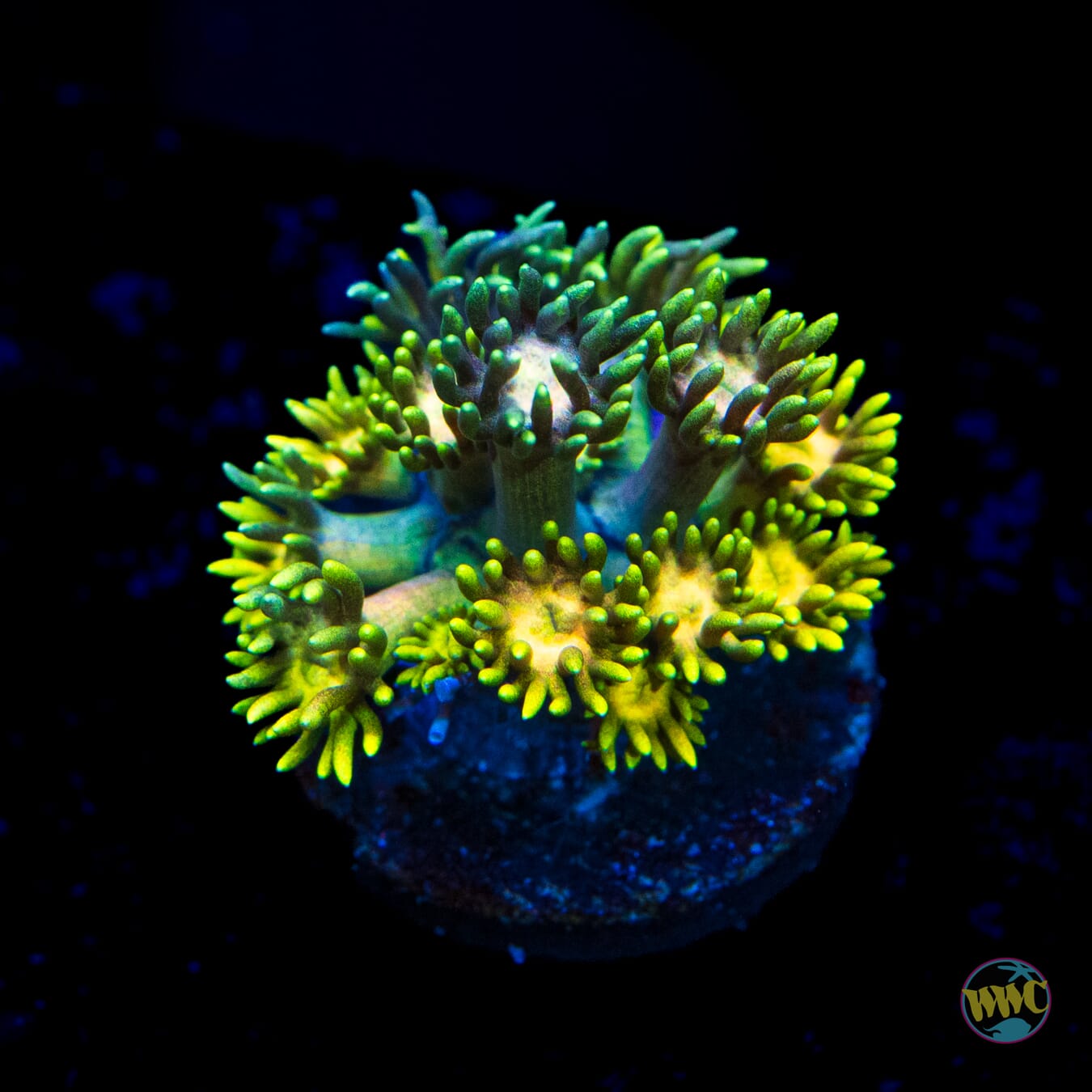 Electro Lemon Goniopora