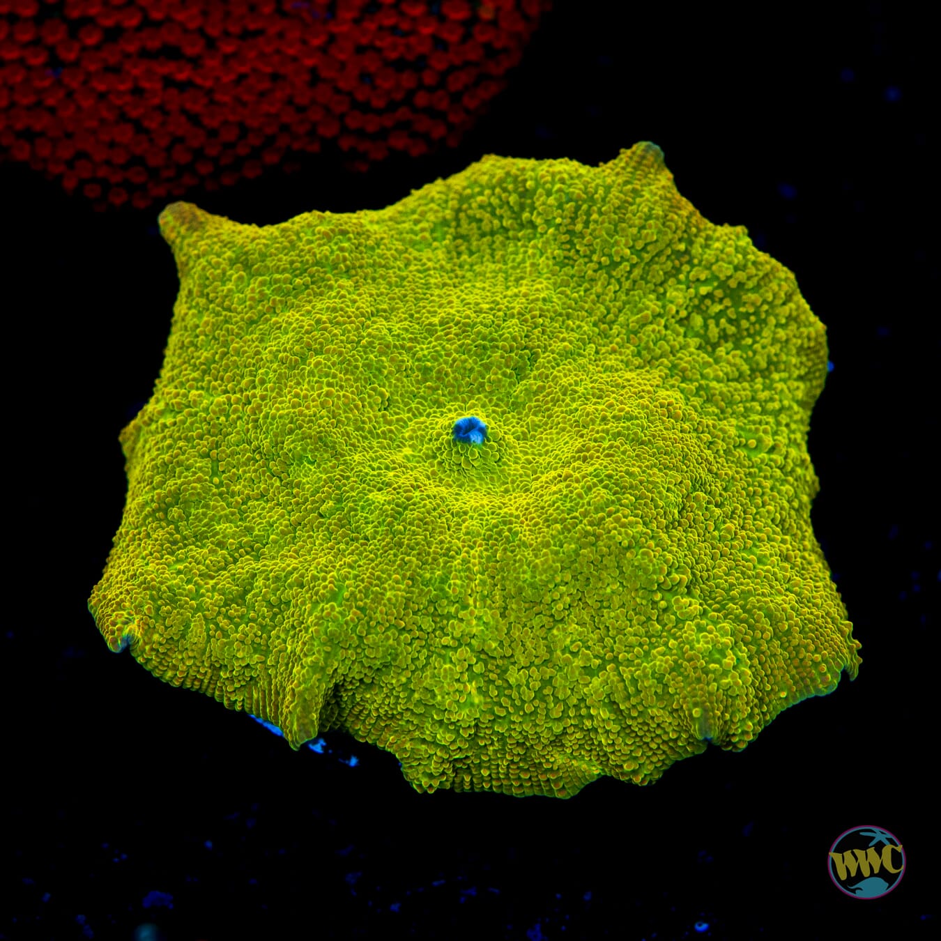 Toxitron Discosoma Mushroom