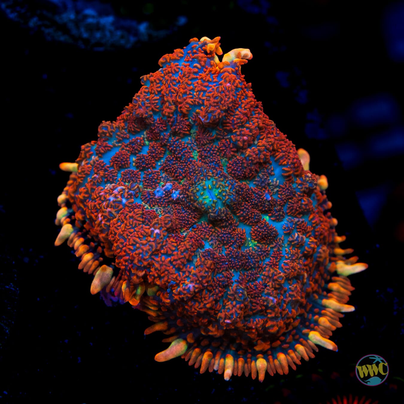 Megadeath Rhodactis Mushroom