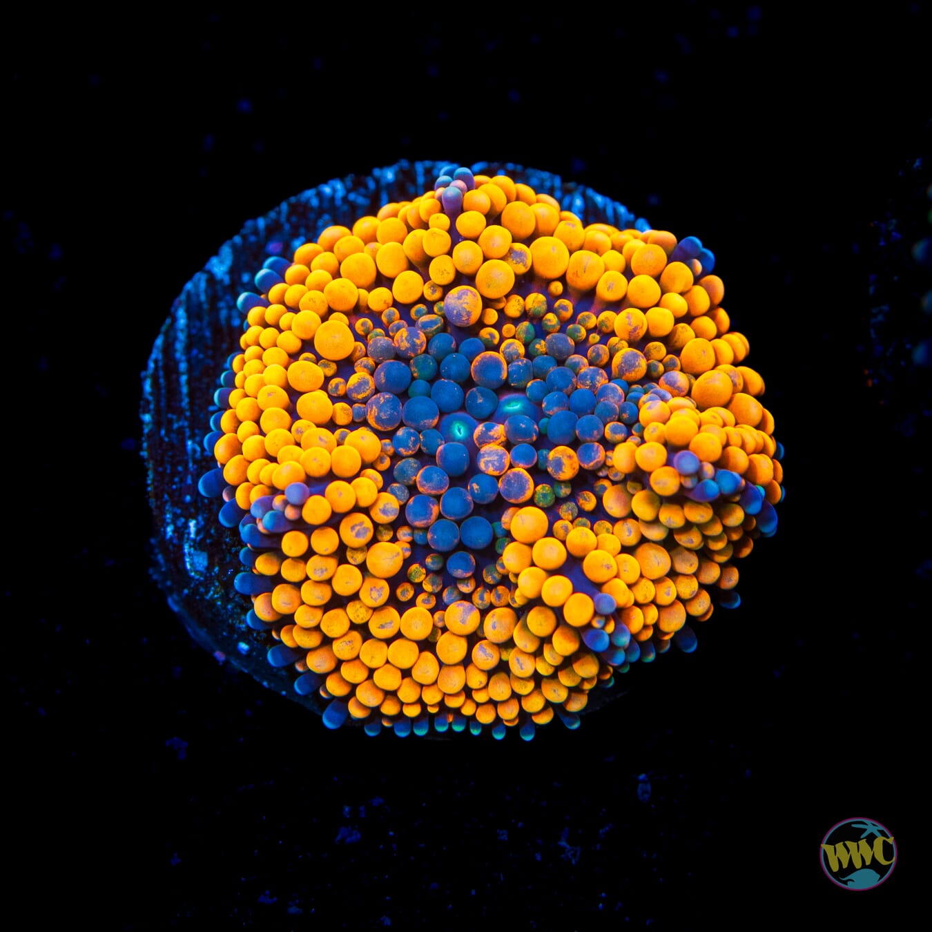 Blueberries and Oranges Ricordea Mushroom