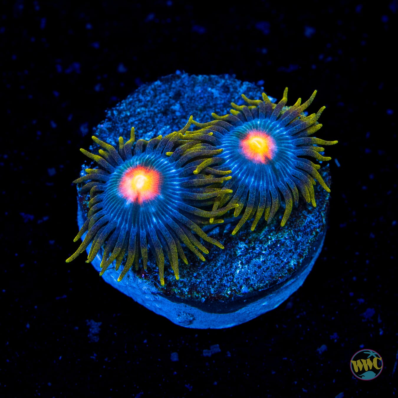 WWC Blow Pop Zoanthids