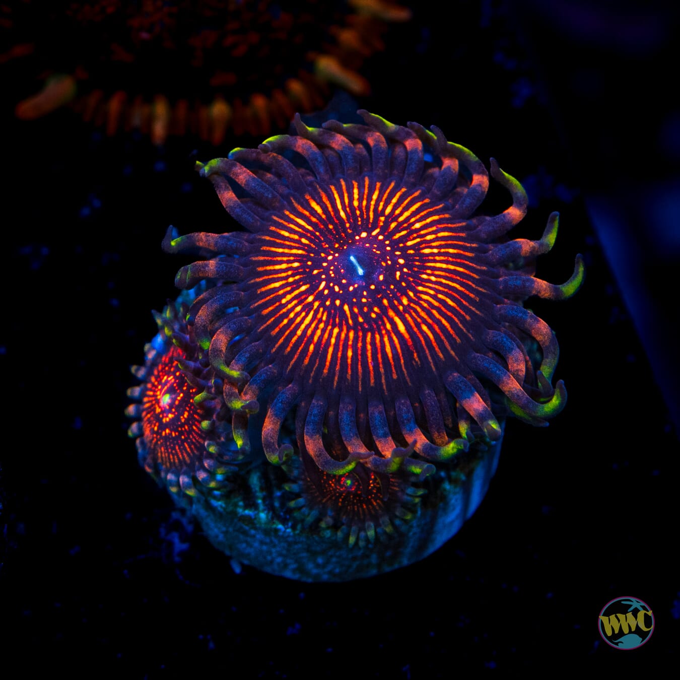 ARC Night Crawler Zoanthids