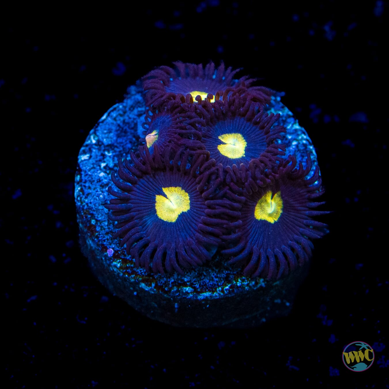 WWC Lightning Bug Zoanthids