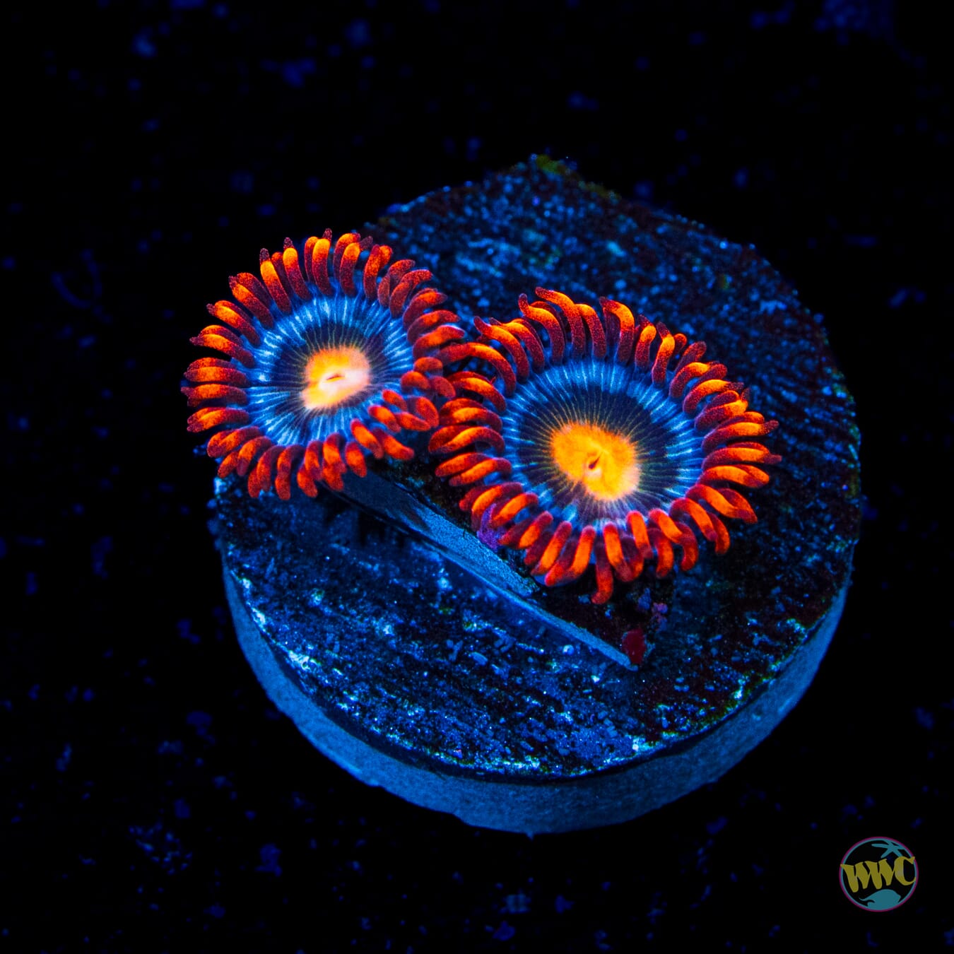 WWC Bongo Babes Zoanthids