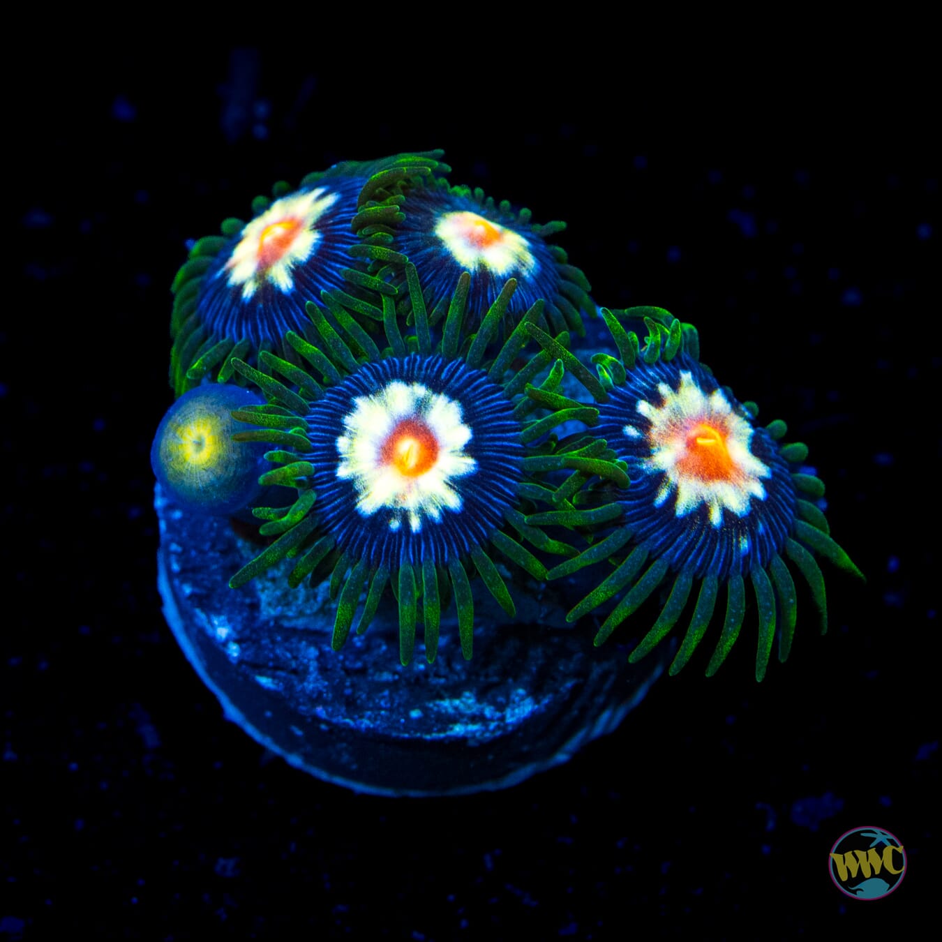 Jason Fox Stargazer Zoanthids