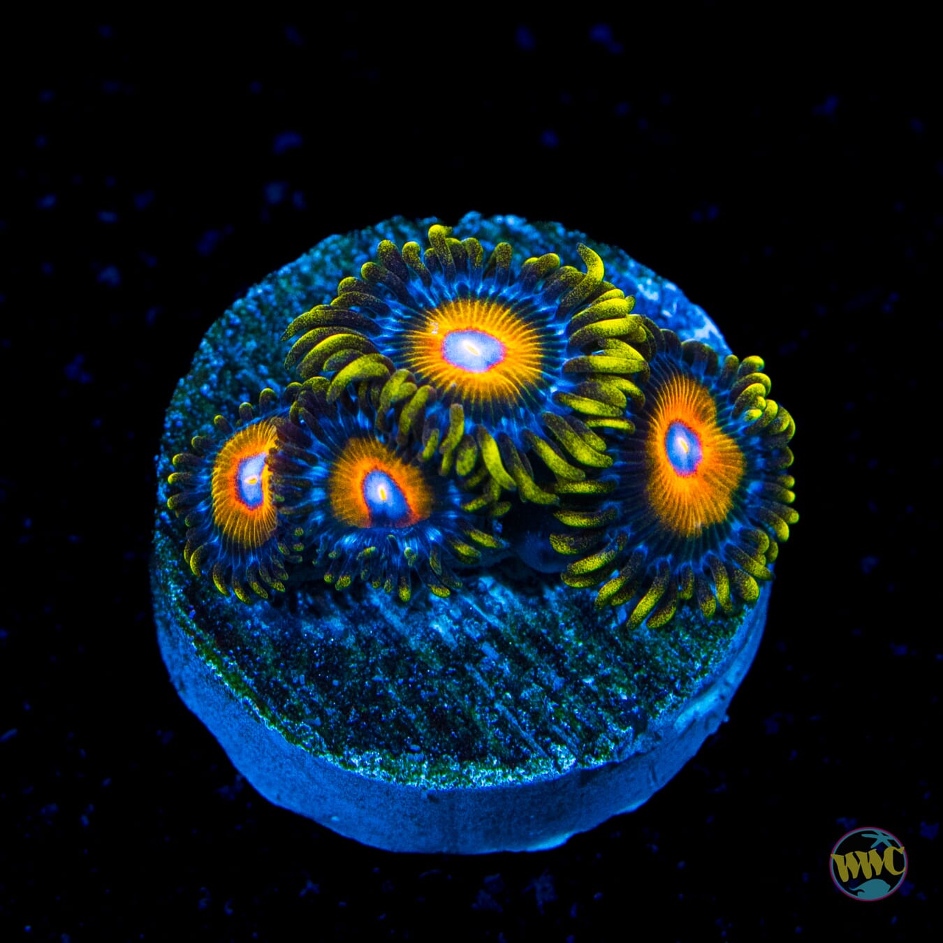 Super Saiyan Zoanthids