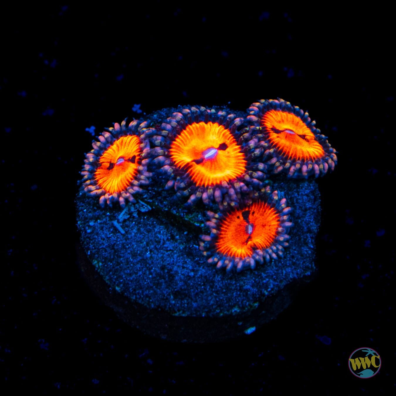 WWC Bloodsuckers Zoanthids