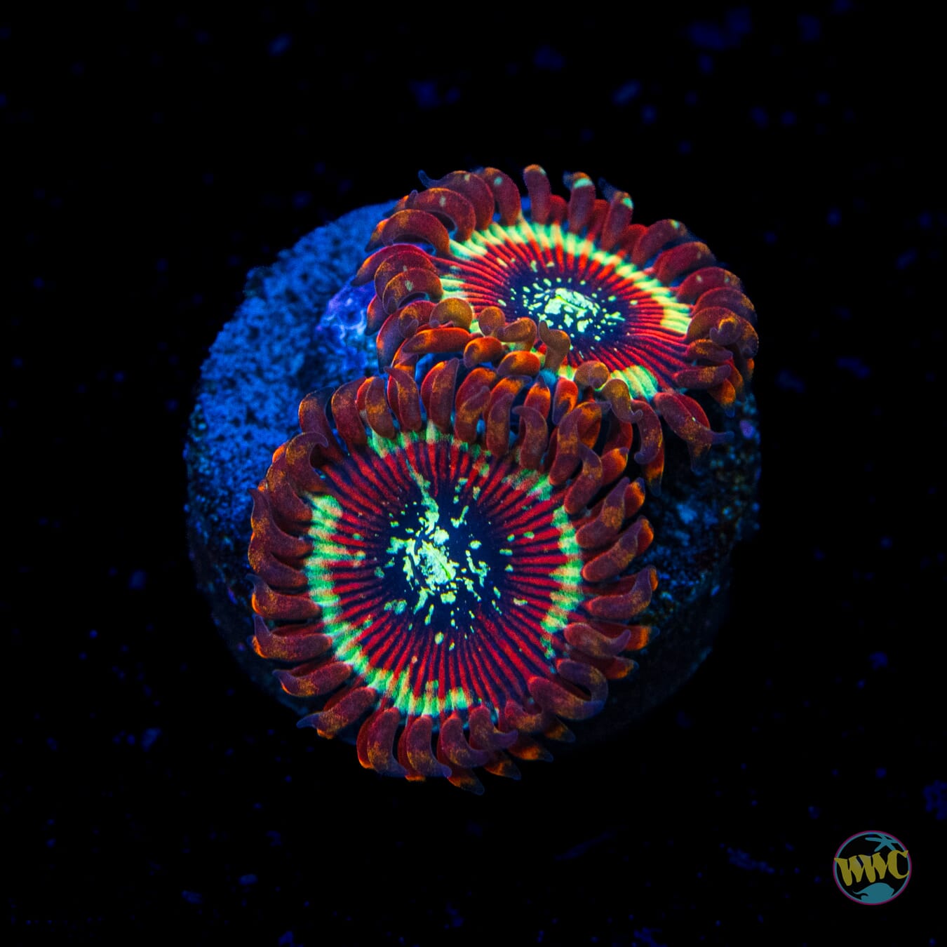 Magician Zoanthids