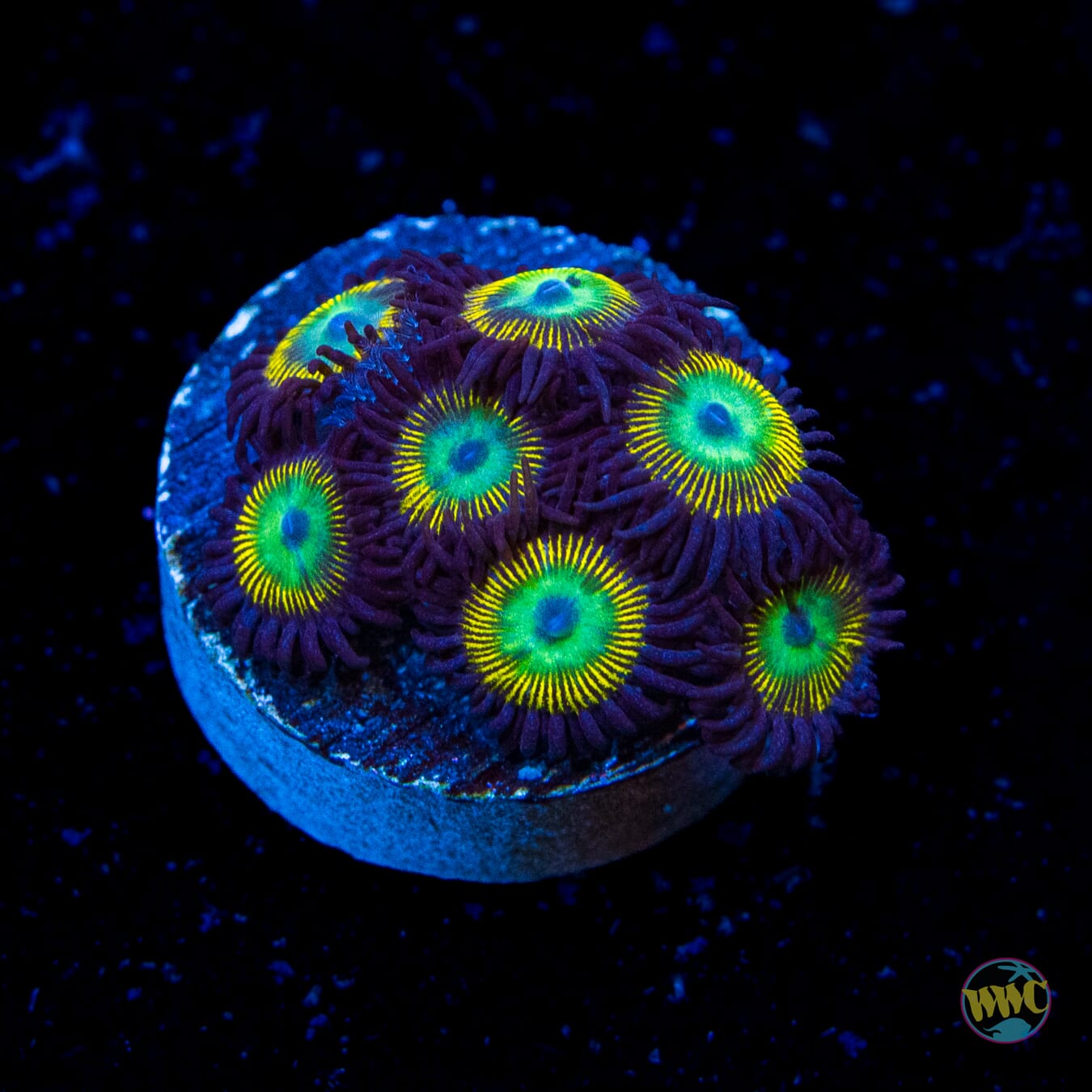 WWC Saltwater Taffee Zoanthids