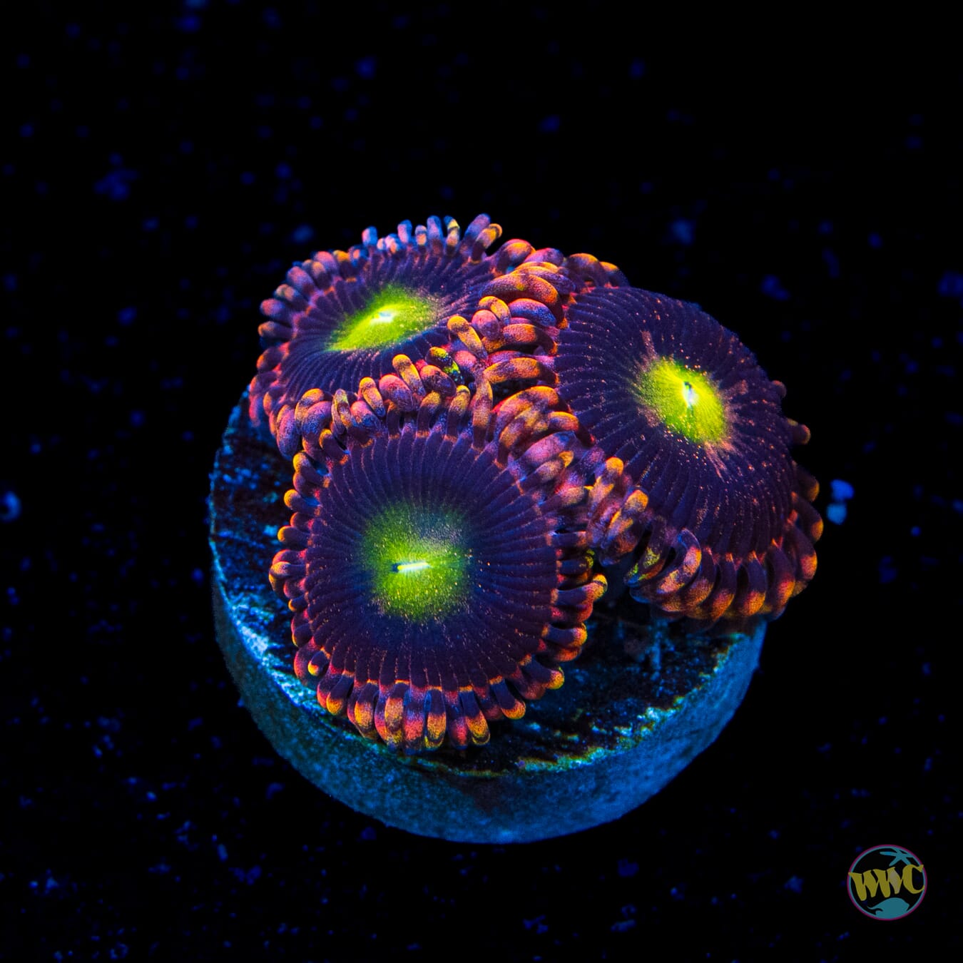 Anti Matter Zoanthids