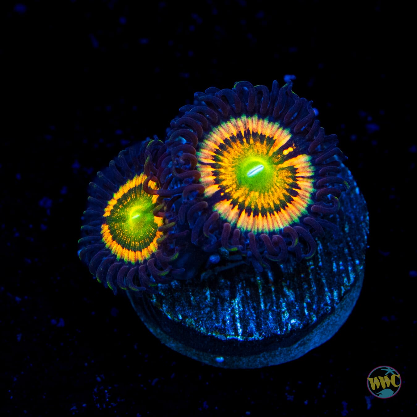 Citrus Cooler Zoanthids
