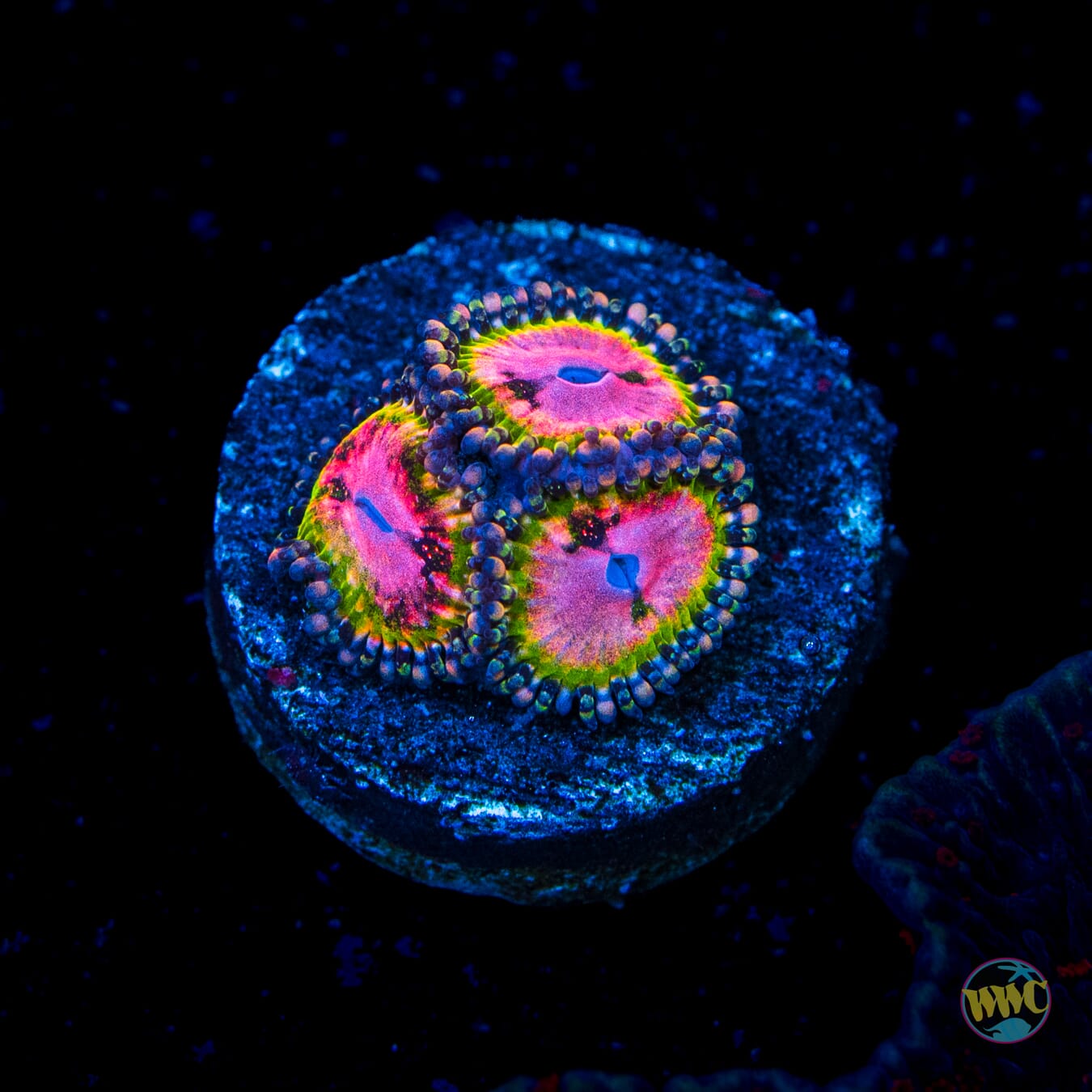 WWC Pink Krakatoa Zoanthids