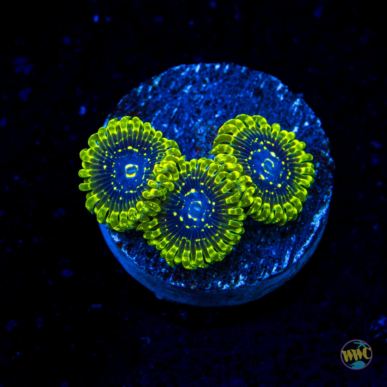 Exosphere Zoanthids