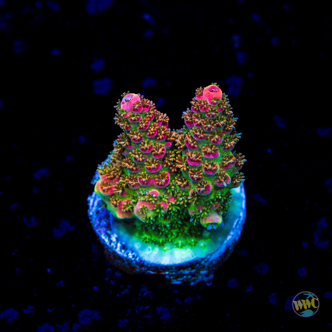 WWC Jello Shot Acropora