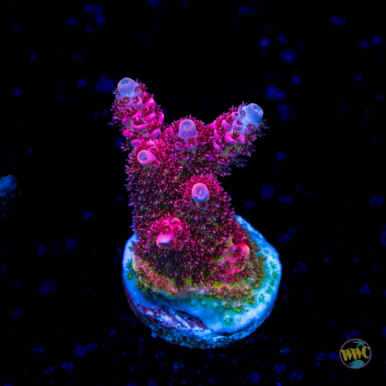 WWC Ruby Runner Acropora