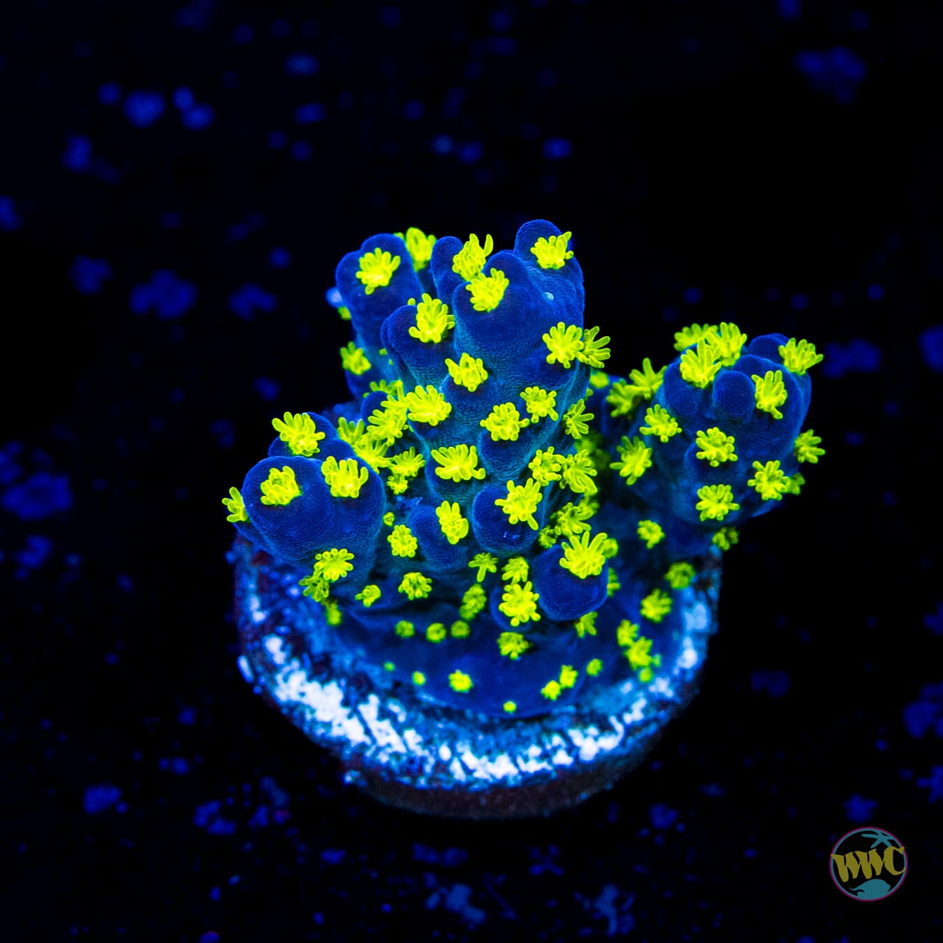 WWC Blueberry Fields Acropora