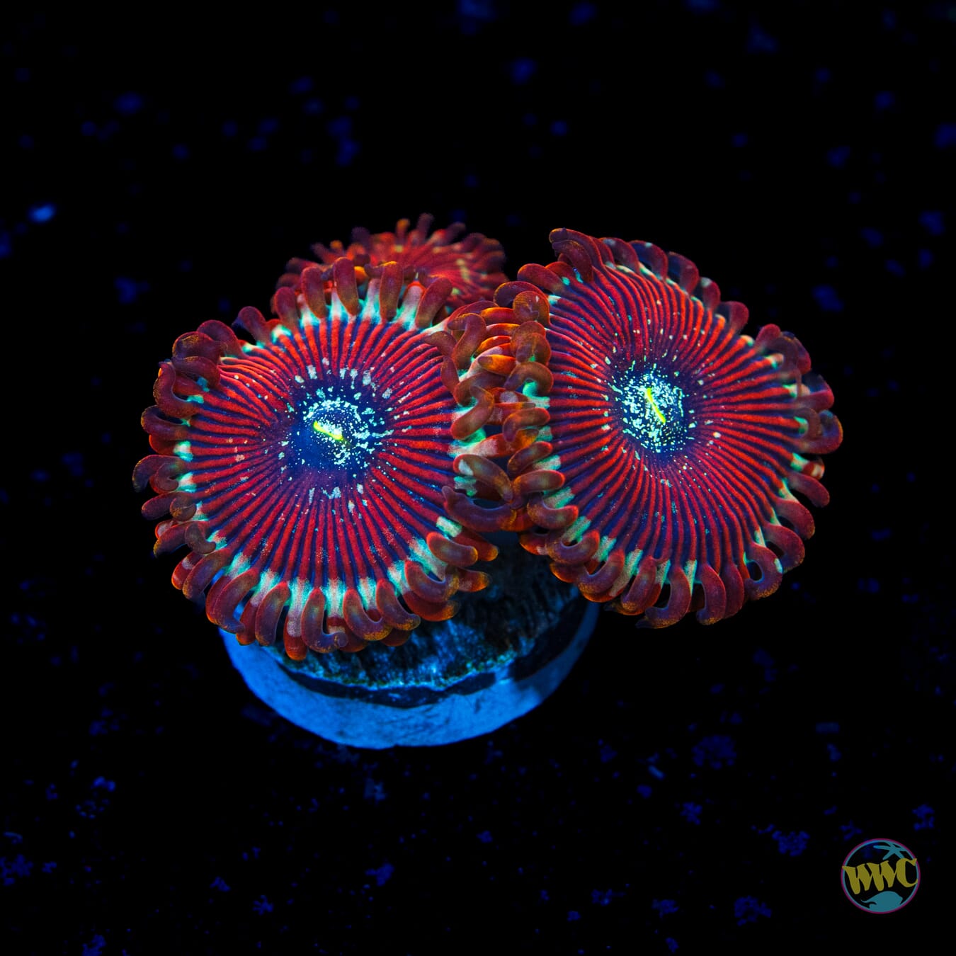 Magician Zoanthids