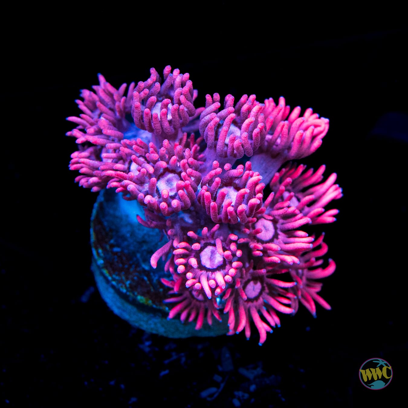 WWC Pink Lady Goniopora