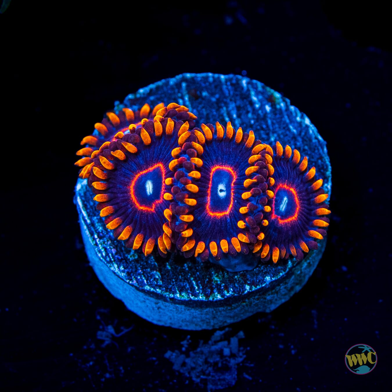 Red Hornet Zoanthids