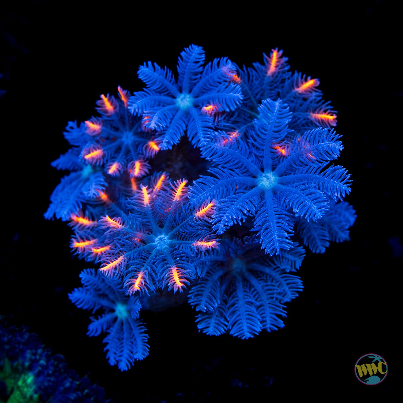 WWC Florida Squeeze Combo Clove Polyps