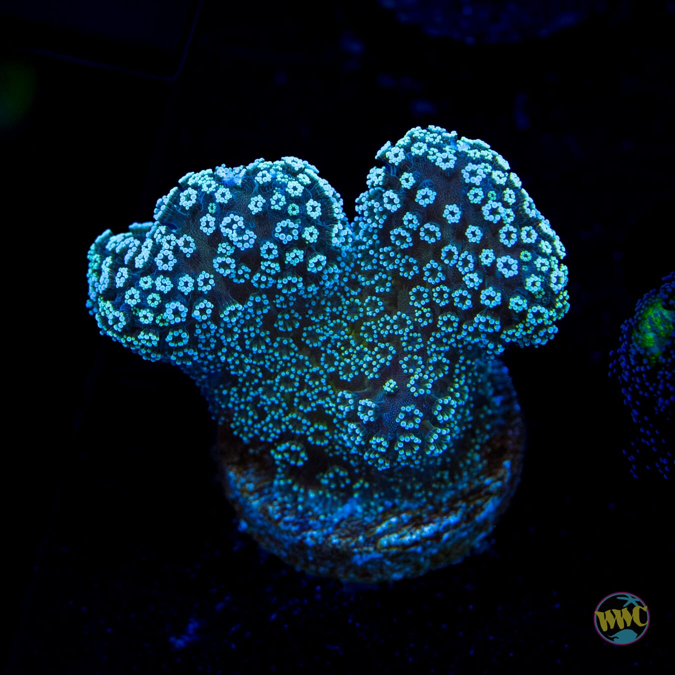 Tyree Rainbow Stylophora