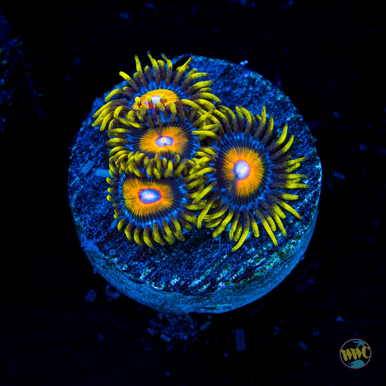 Super Saiyan Zoanthids