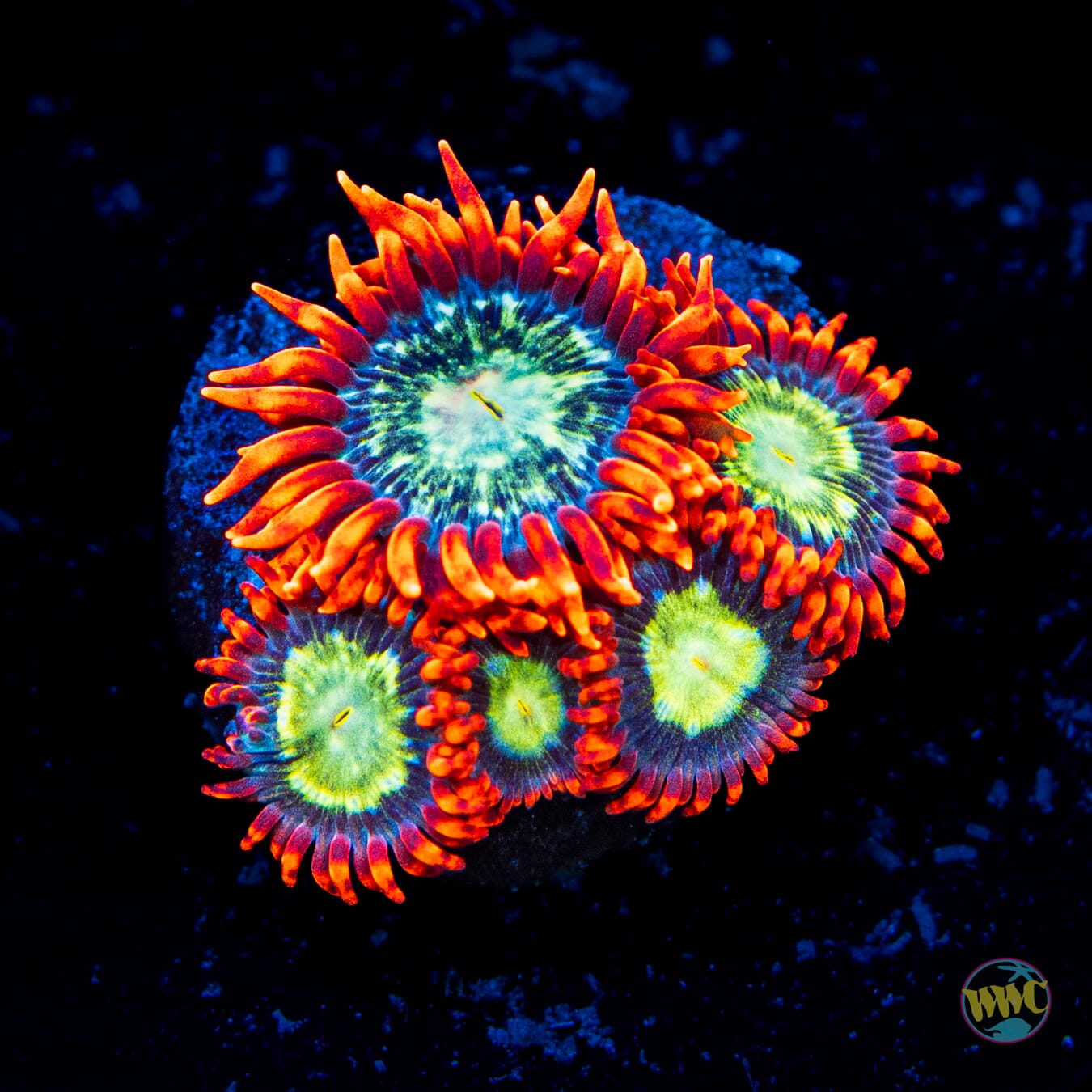 WWC Astral Shift Zoanthids